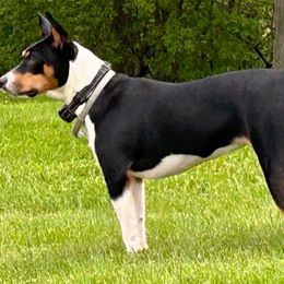 Rosie - Rat Terrier