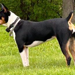 Rosie - Rat Terrier