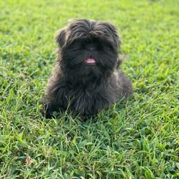 Izzy - Shih Tzu