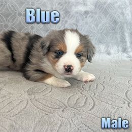 Miniature American Shepherd and Miniature Australian Shepherd Puppies from Regal Miniature American Shepherds | Regal Miniature Australian Shepherds