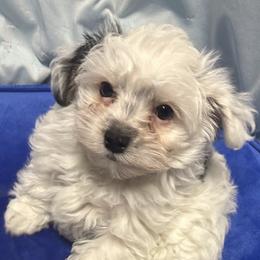 Sporty Mix puppies from Shirley's Yorkie poos