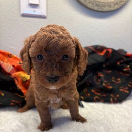 Cherry - Red  female Poodle puppy in Vilonia, Arkansas from Donna’s Pretty Poodles