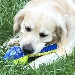 Champ - Golden Retriever