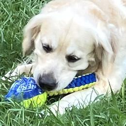 Champ - Golden Retriever