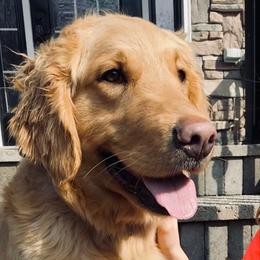 Sasha - Goldendoodle