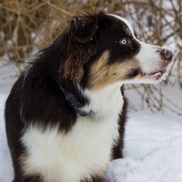 River - Australian Shepherd