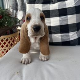 Basset Hound Puppies from Wee Little Bassets