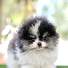 Ash - Black and tan parti male Pomeranian puppy in Santa Clarita, California from Hollywood Mini Pets