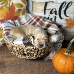 Blue collar - Golden male Golden Retriever puppy in Monroe, Tennessee from Golden Girls Furever Friends