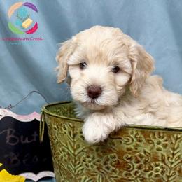 Butterbean - Caramel cream female Labradoodle puppy in Bowman, Georgia from Companion Creek Farm