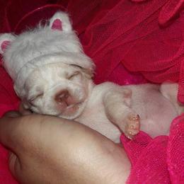 Chihuahua Puppies from Naples Tiny Dogs
