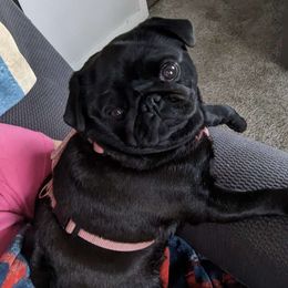 Tilley - Pug