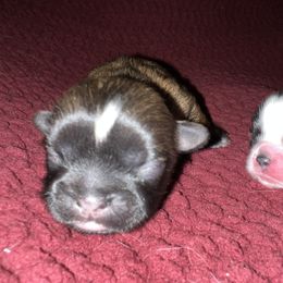 Shih Tzu Puppies from Lavender Lane Tzus