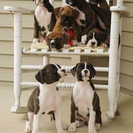 Airedale Terrier and Boxer Puppies from Roc Haven Airedales & Boxers
