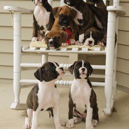 Airedale Terrier and Boxer Puppies from Roc Haven Airedales & Boxers