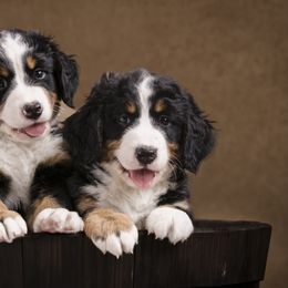 Bernedoodles, Bernese Mountain Dogs, Irish Doodles, and Poodles from Huckleberry Doodles