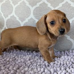 AKC 'Calamity Jane' - Red female Dachshund puppy in Joshua Tree, California from Desert Dreams Ranch