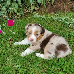Australian Shepherd Puppies from Farmstead Aussies