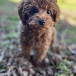 Poodle Puppies from Perfect Paw Kennel