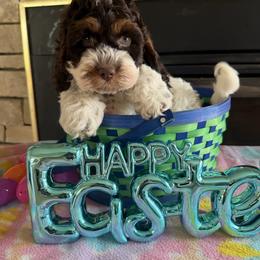 Peanut - Brown and white male Cockapoo puppy in Connersville, Indiana from MoonShine Babies