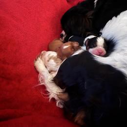 Opal - Tri-color female Cavalier King Charles Spaniel puppy in Taylor, Michigan from SHANNON'S CAVALIERS