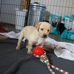 Labrador Retriever Puppies from MnK Family Labs
