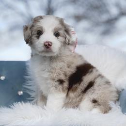 Sienna - White and red merle female Bordoodle puppy in Conway, Missouri from 2J 2K Bordoodles