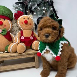 Pink - Red  female Goldendoodle puppy in Krum, Texas from Heartfelt GoldenDoodles