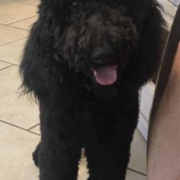 Poodles from Reese Poodles