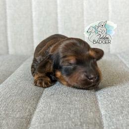 Purple Collar - Red female Dachshund puppy in Cheyenne, Wyoming from Golden Badger Kennels