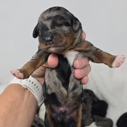 Overton - Blue merle male Bernedoodle puppy in Crawfordsville, Indiana from Winding Creek Ranch