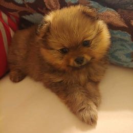 Pomeranian and Pomsky Puppies from Stonehill Breeders