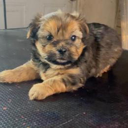 Hershey - Chocolate and tan male Yorkshire Terrier puppy in Houston, Texas from Little things