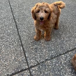 Mr Red Sox - Apricot male Goldendoodle puppy in Roseville, California from Roseville GoldenDoodles