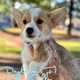 Girl 1 - Pembroke Welsh Corgi puppy in White, Georgia from Royal Diamond Corgis