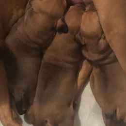 Rhodesian Ridgeback Puppies from Penny's Puppies (Rhodesian Ridgeback)