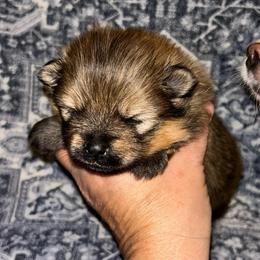 Milo - Orange sable male Pomeranian puppy in Zavalla, Texas from Precious Puff Poms