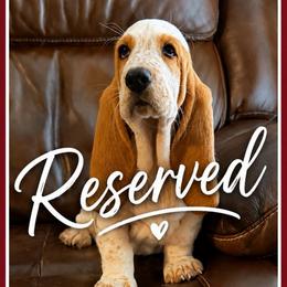 Burgundy collar female - Red and white female Basset Hound puppy in Columbia, South Carolina from Pawmetto Hounds