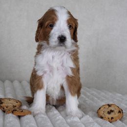 Deedee - Red  female Goldendoodle puppy in Warsaw, Ohio from Lovabledoodles