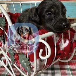 Louie - Chocolate and tan male Dachshund puppy in Adamsville, Tennessee from Shiloh Ridge Dachshunds