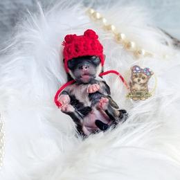 Korean Babydoll Marigold - Gold female Morkie puppy in Barren Springs, Virginia from Seeking Shalom Acres Maltese, Maltipoos & Havamalts