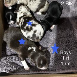 Brut - Red merle male Miniature American Shepherd puppy in Monroe, Utah from Shawnkara Australian Shepherds & Miniature American Shepherds