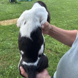 Basset Hound Puppies from Tia Blystone