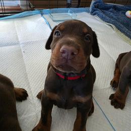 Male 3 - Red and rust male Doberman Pinscher puppy in Anderson, Indiana from Legendary Kennels