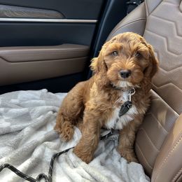 Boy 3 - Red  Goldendoodle puppy in Florence, South Carolina from Candy Doodles