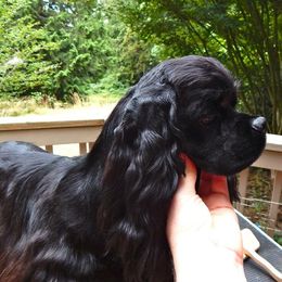 Katie - Cocker Spaniel
