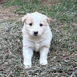 Cheesecake - White and gold female Border Collie puppy in Mckinney, Texas from Border Collies of Ruidoso