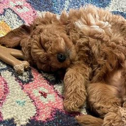 Goldendoodles, Labradoodles, and Poodles from Cuddles and Curls - NC Doodles