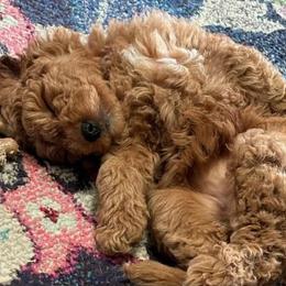 Goldendoodles, Labradoodles, and Poodles from Cuddles and Curls - NC Doodles