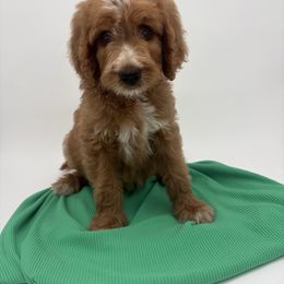 Bones - Red  male Goldendoodle puppy in Smithfield, Kentucky from KBK9 Kennels